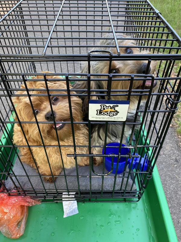 Two dogs in a kennel on a garden wagon